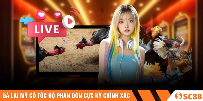 Gà lai mỹ có tốc độ phản đòn cực kỳ chính xác